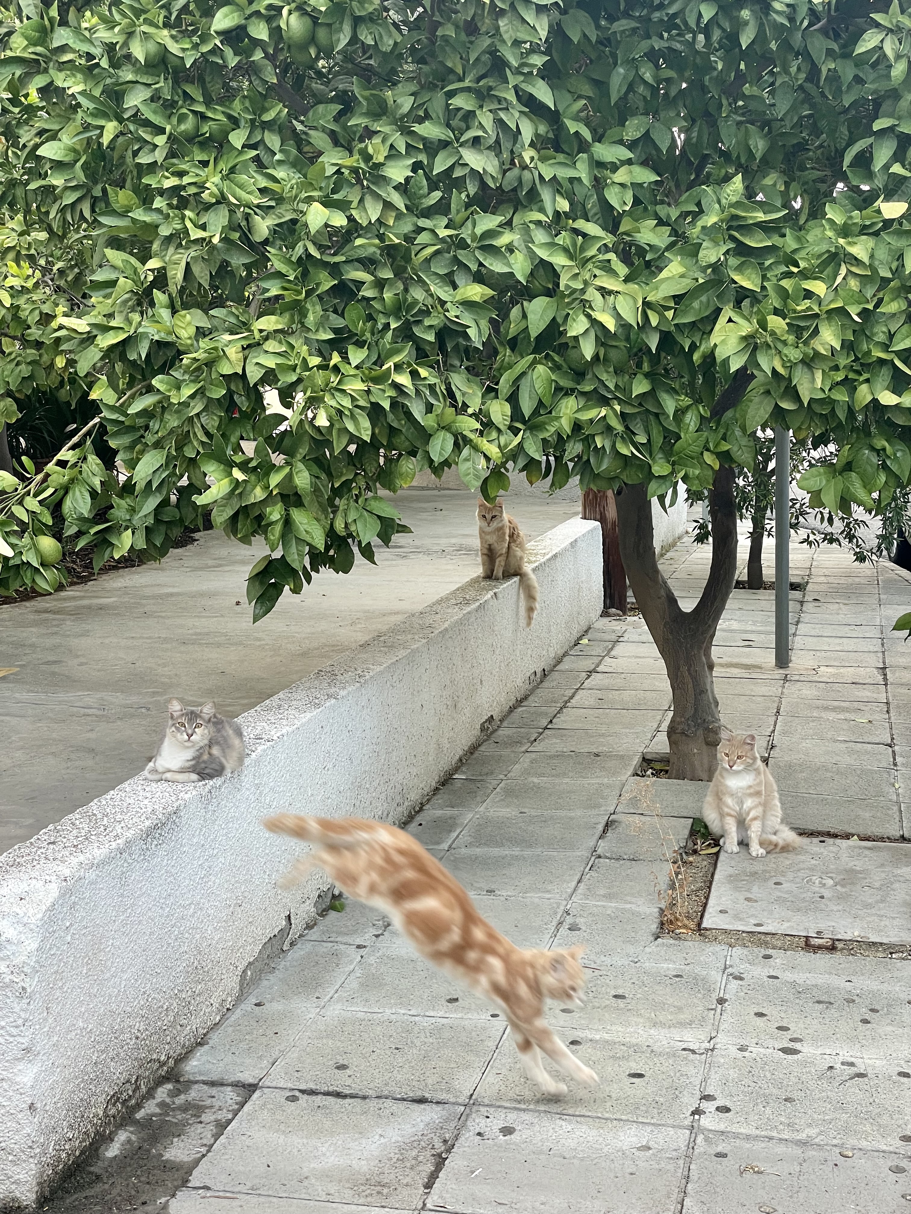 Cyprus Cats