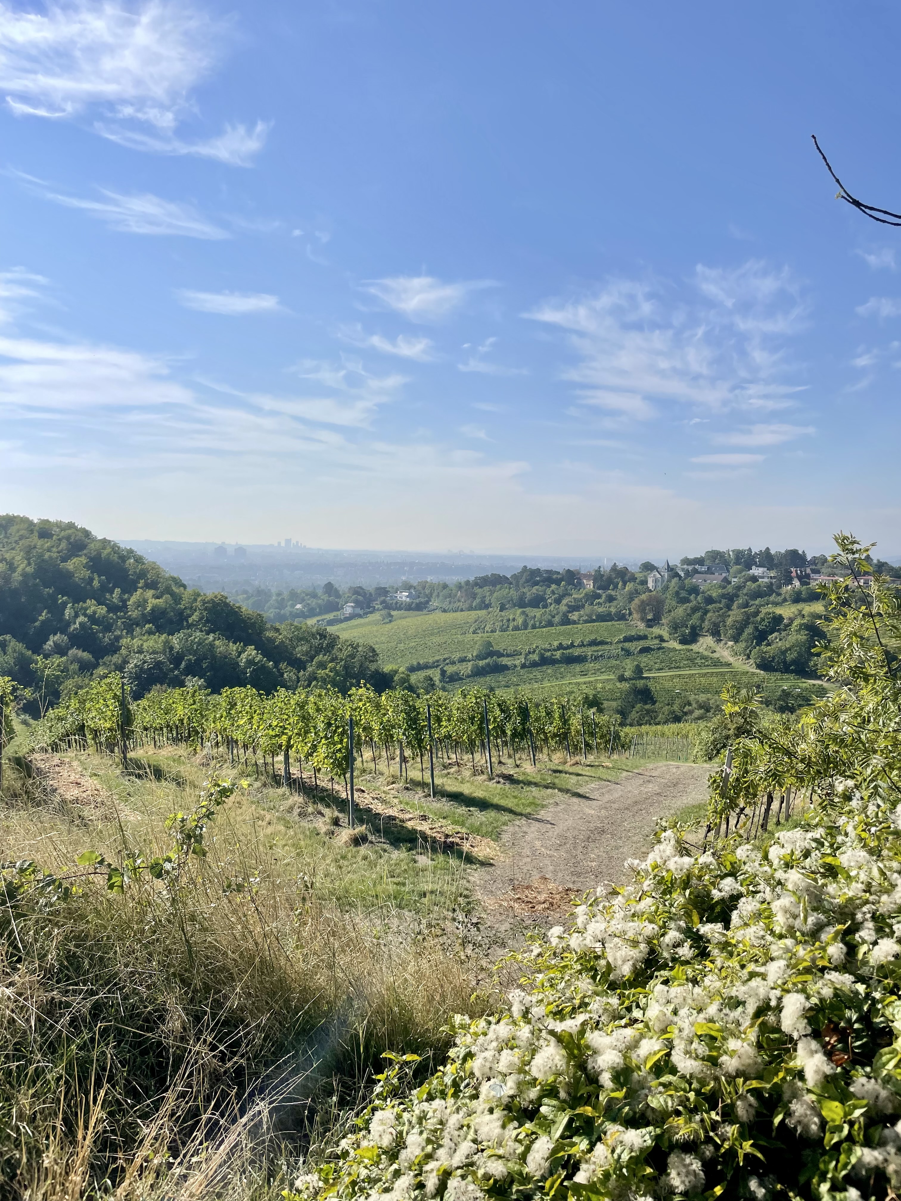 Vienna Vineyard