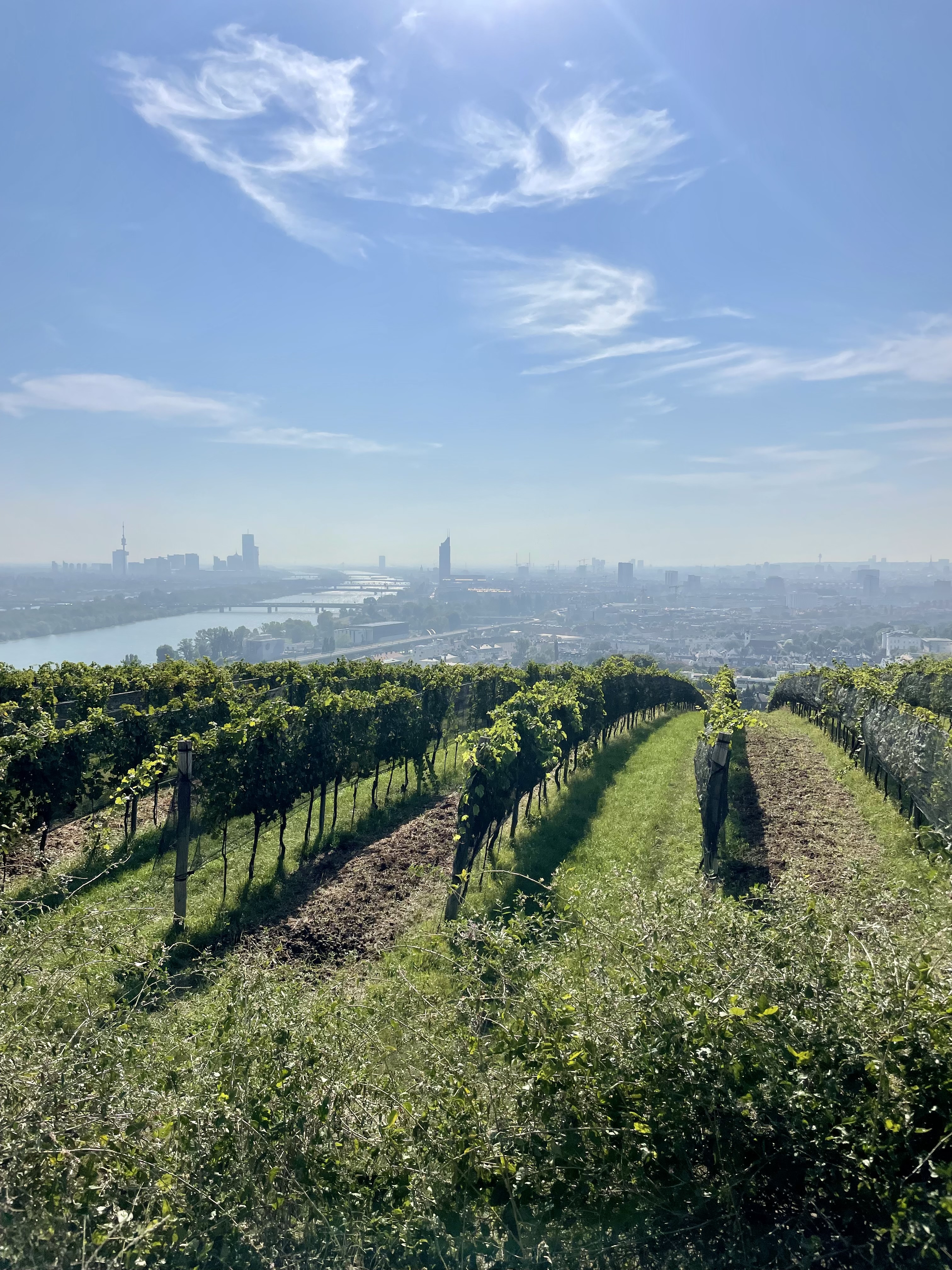 Vienna Vineyard